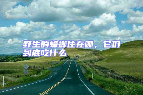 野生的蟑螂住在哪，它們到底吃什么