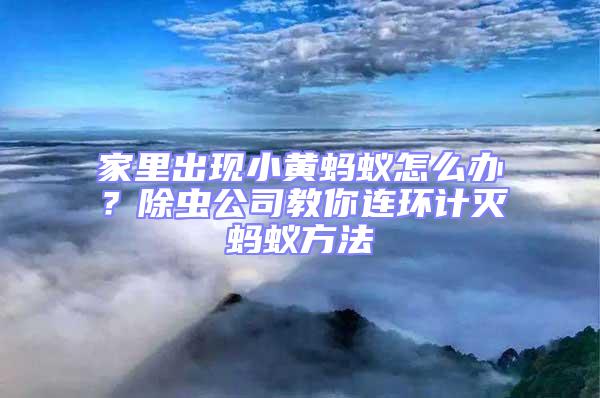 家里出現小黃螞蟻怎么辦？除蟲公司教你連環計滅螞蟻方法