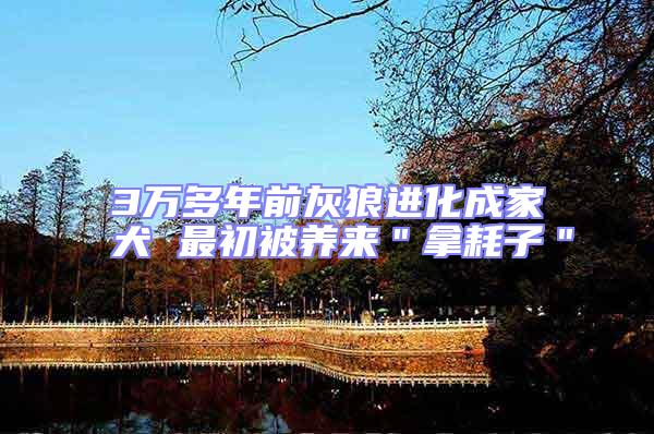 3萬多年前灰狼進化成家犬 最初被養(yǎng)來＂拿耗子＂