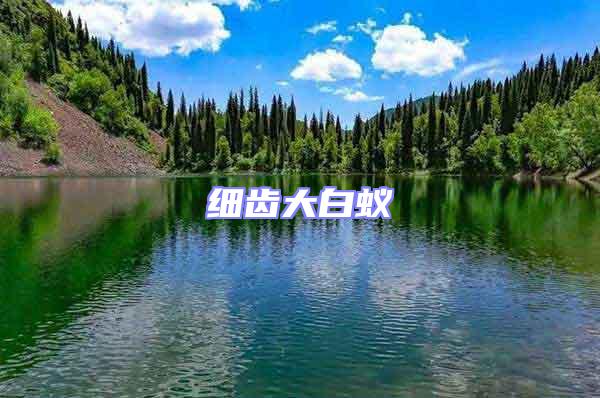 細(xì)齒大白蟻
