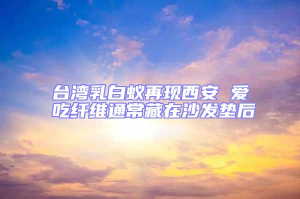 臺灣乳白蟻再現(xiàn)西安 愛吃纖維通常藏在沙發(fā)墊后