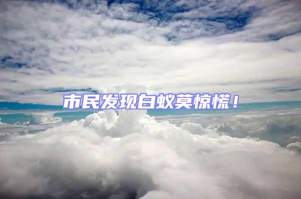市民發(fā)現(xiàn)白蟻莫驚慌！