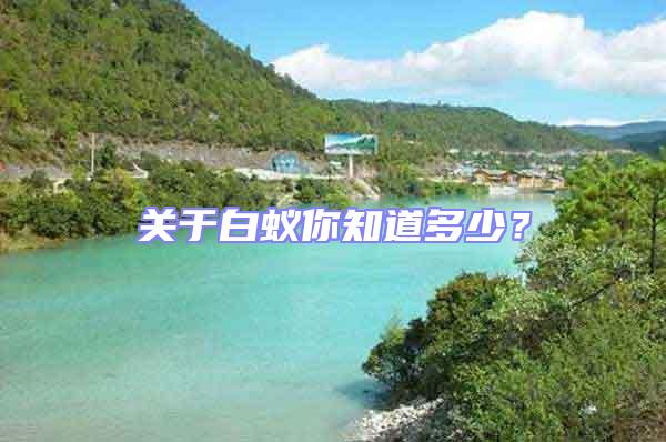 關(guān)于白蟻你知道多少？