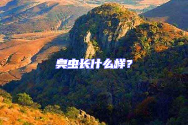 臭蟲長什么樣？