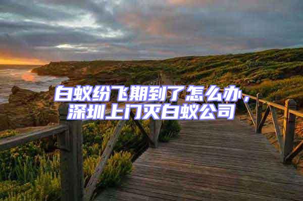 白蟻紛飛期到了怎么辦，深圳上門滅白蟻公司