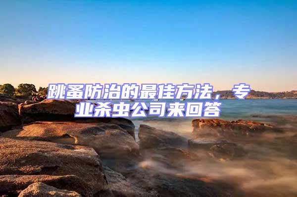 跳蚤防治的最佳方法，專業殺蟲公司來回答