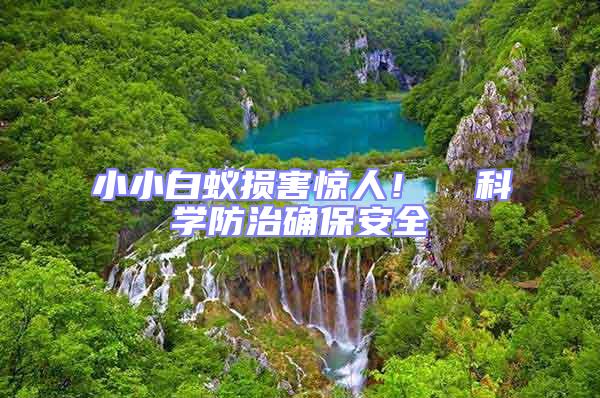 小小白蟻損害驚人！  科學(xué)防治確保安全