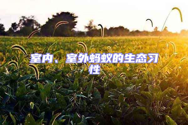 室內(nèi)、室外螞蟻的生態(tài)習(xí)性
