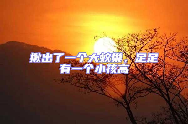 揪出了一個(gè)大蟻巢，足足有一個(gè)小孩高