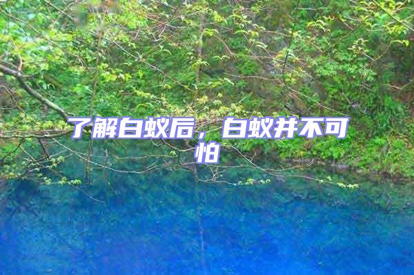 了解白蟻后，白蟻并不可怕