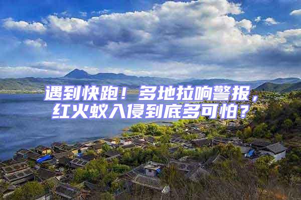 遇到快跑！多地拉響警報(bào)，紅火蟻入侵到底多可怕？