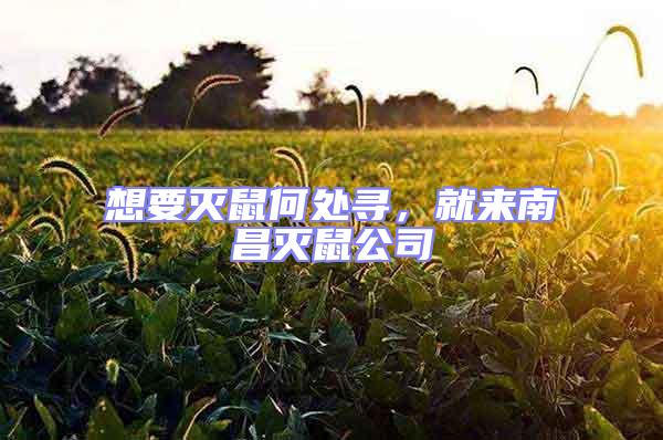想要滅鼠何處尋，就來(lái)南昌滅鼠公司