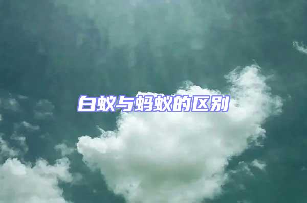 白蟻與螞蟻的區(qū)別