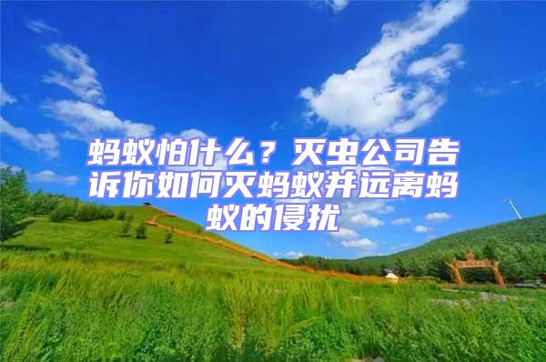 螞蟻怕什么？滅蟲公司告訴你如何滅螞蟻并遠離螞蟻的侵擾