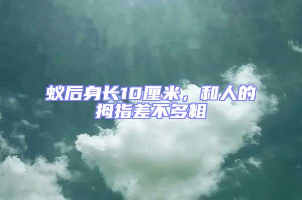 蟻后身長10厘米，和人的拇指差不多粗