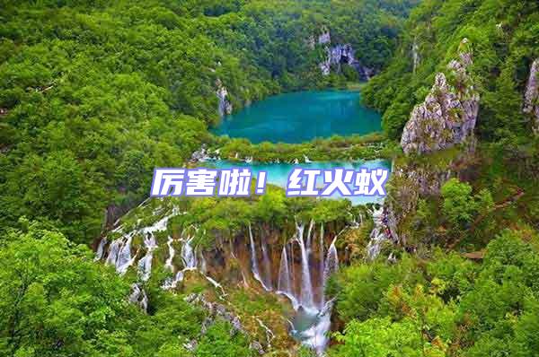 厲害啦！紅火蟻