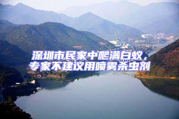 深圳市民家中爬滿白蟻，專家不建議用噴霧殺蟲劑