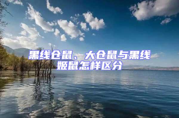 黑線倉(cāng)鼠、大倉(cāng)鼠與黑線姬鼠怎樣區(qū)分