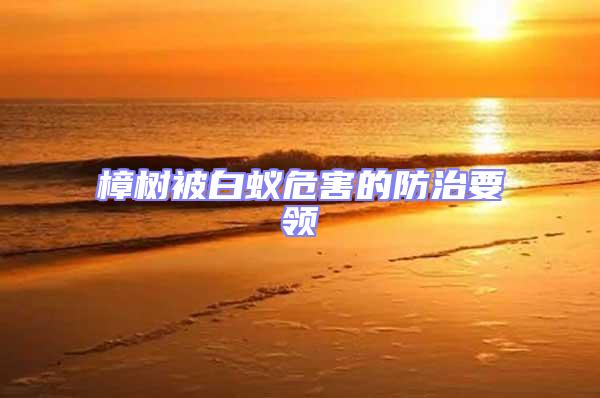 樟樹(shù)被白蟻危害的防治要領(lǐng)