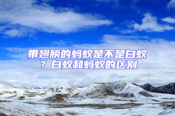 帶翅膀的螞蟻是不是白蟻？白蟻和螞蟻的區別