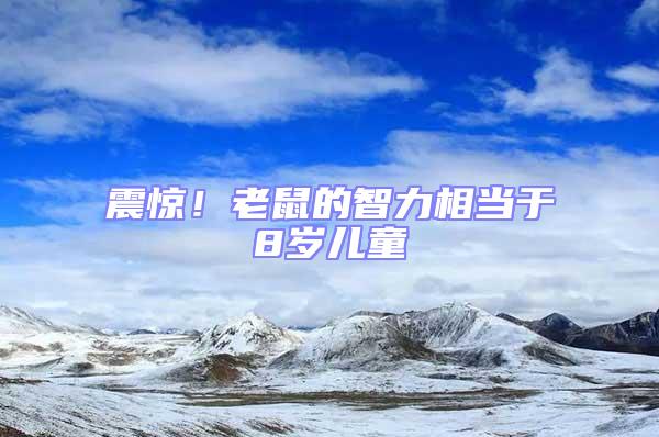 震驚！老鼠的智力相當(dāng)于8歲兒童