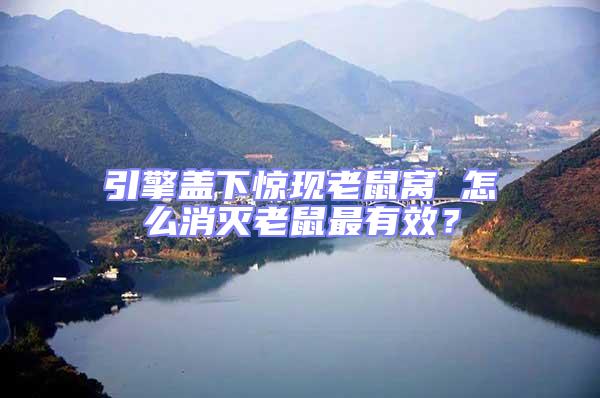 引擎蓋下驚現老鼠窩 怎么消滅老鼠最有效？