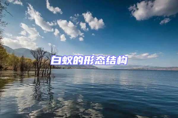 白蟻的形態(tài)結(jié)構(gòu)