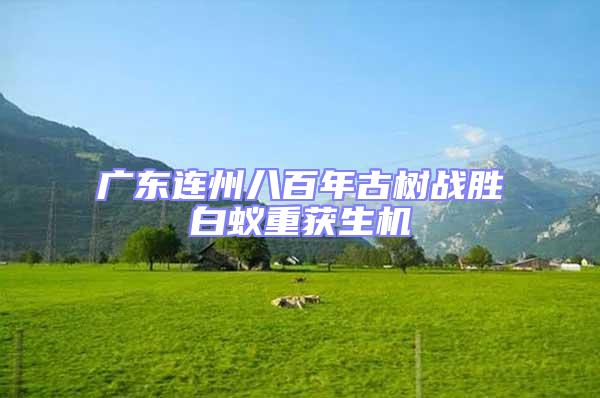 廣東連州八百年古樹戰(zhàn)勝白蟻重獲生機