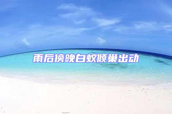 雨后傍晚白蟻傾巢出動(dòng)