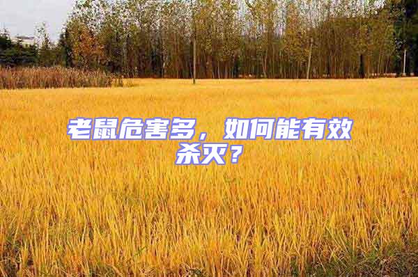 老鼠危害多，如何能有效殺滅？