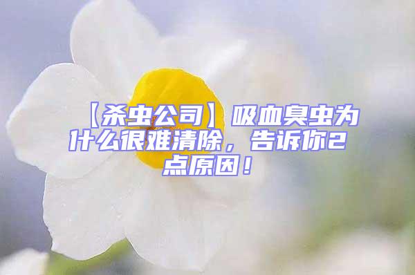 【殺蟲公司】吸血臭蟲為什么很難清除，告訴你2點原因！