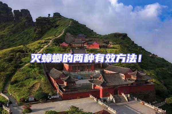 滅蟑螂的兩種有效方法！