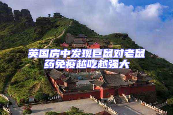 英國(guó)房中發(fā)現(xiàn)巨鼠對(duì)老鼠藥免疫越吃越強(qiáng)大