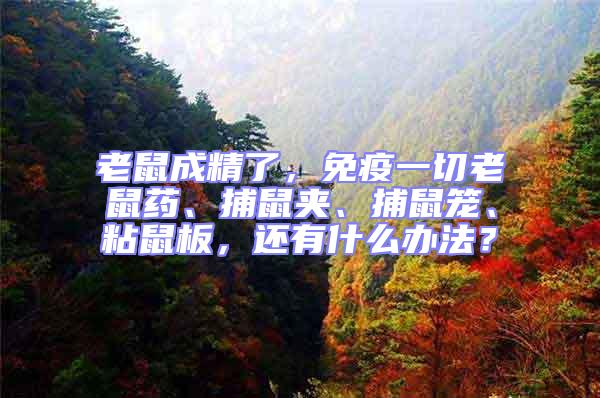 老鼠成精了，免疫一切老鼠藥、捕鼠夾、捕鼠籠、粘鼠板，還有什么辦法？