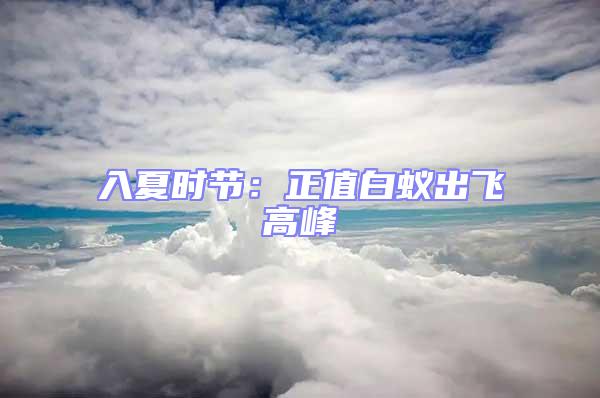 入夏時節(jié)：正值白蟻出飛高峰