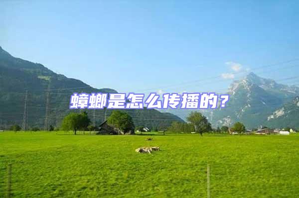 蟑螂是怎么傳播的？
