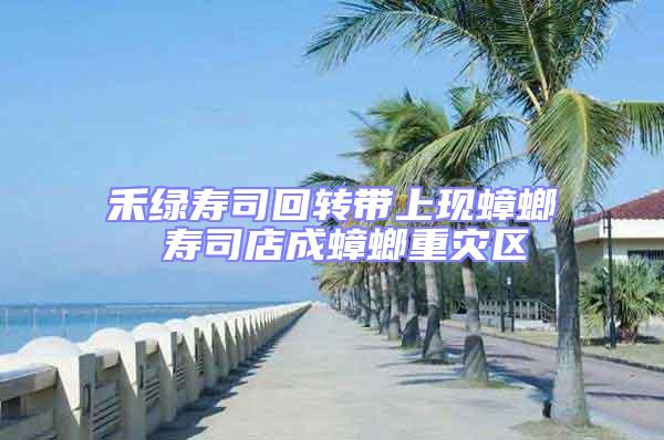 禾綠壽司回轉帶上現蟑螂 壽司店成蟑螂重災區