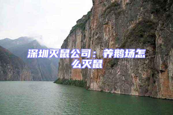 深圳滅鼠公司：養(yǎng)鵝場(chǎng)怎么滅鼠