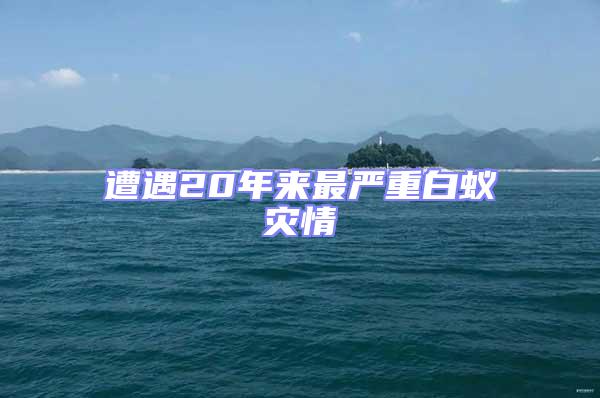 遭遇20年來最嚴(yán)重白蟻災(zāi)情