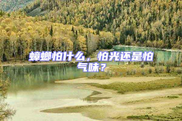 蟑螂怕什么，怕光還是怕氣味？