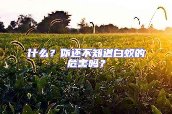 什么？你還不知道白蟻的危害嗎？