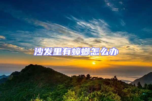 沙發里有蟑螂怎么辦
