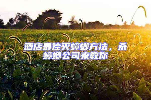 酒店最佳滅蟑螂方法，殺蟑螂公司來教你