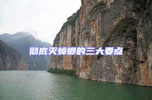 徹底滅蟑螂的三大要點(diǎn)
