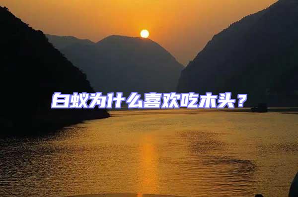 白蟻為什么喜歡吃木頭？