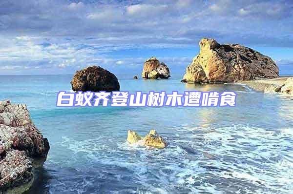 白蟻齊登山樹(shù)木遭啃食