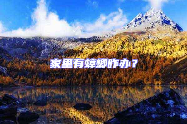 家里有蟑螂咋辦？