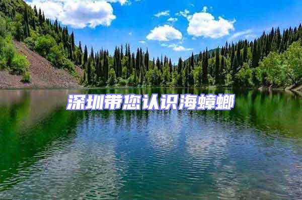 深圳帶您認(rèn)識(shí)海蟑螂
