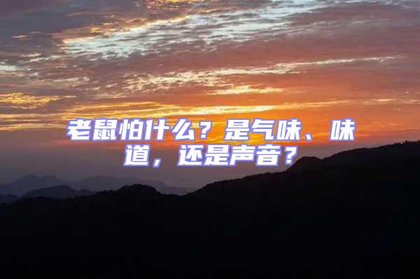 老鼠怕什么？是氣味、味道，還是聲音？