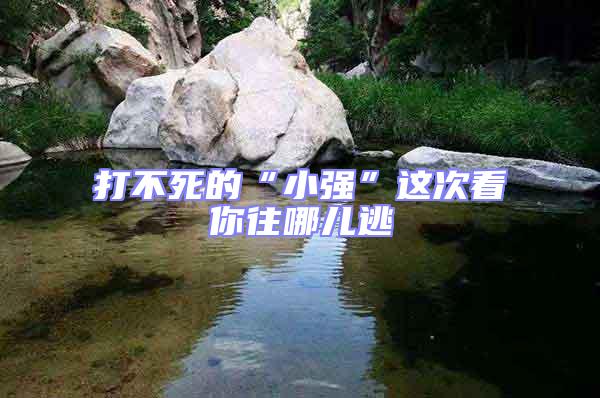 打不死的“小強(qiáng)”這次看你往哪兒逃